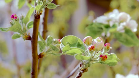 apple buds closeup. apple blossom flower