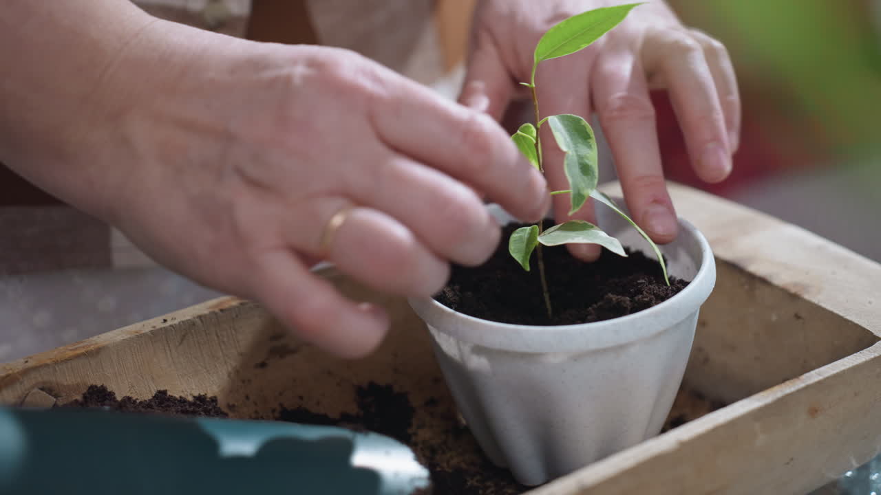 Hand view of plant enthusiast planting young seedling with visible roots into white plastic pot filled with rich dark soil on glass table under soft natural light using gentle motion to secure plant