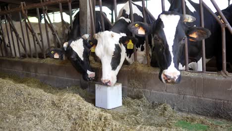 cow licking with tongue salt block