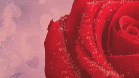 animation of single red rose moving, with copy space on with hearts on pink background