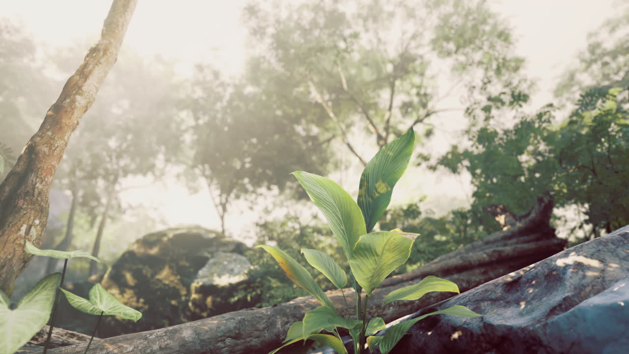 Lush vegetation and misty atmosphere in a serene forest setting