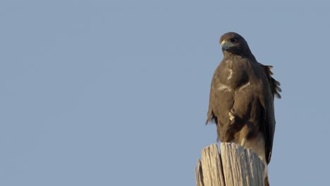 staring harris hawk wide open beak screaming on pole with leg tucked up before flying out