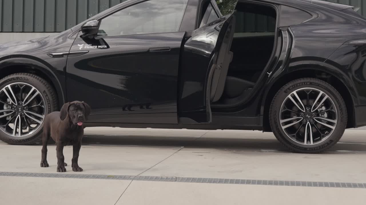Cane nero in piedi accanto a un'auto parcheggiata con la portiera aperta su una superficie pavimentata.