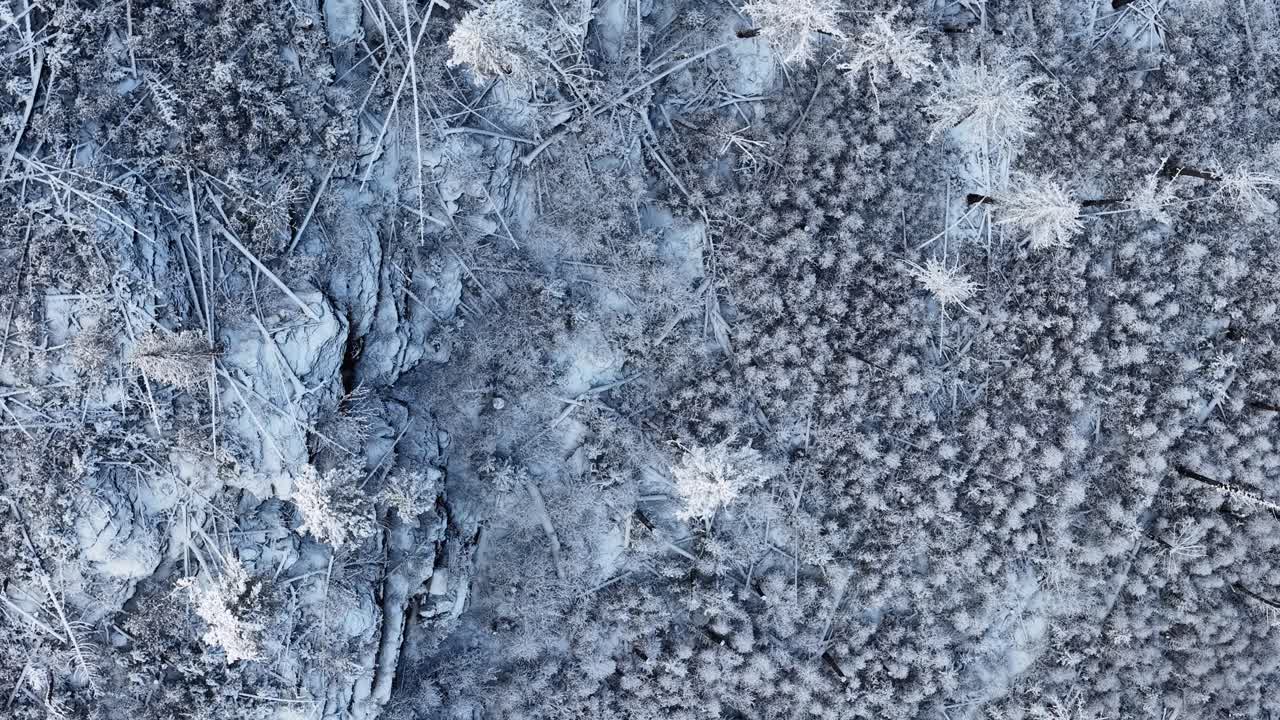 Vista dall'alto di arbusti e piccole piante ricoperti di brina e spolverati di neve vicino alla diga di Kicking Horse in inverno