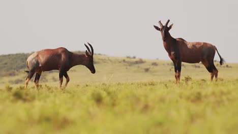 topi fighting in fight, animals clashing antlers and horns, banging and butting crashing heads in territorial animal behaviour, amazing nature behavior in maasai mara, kenya, africa