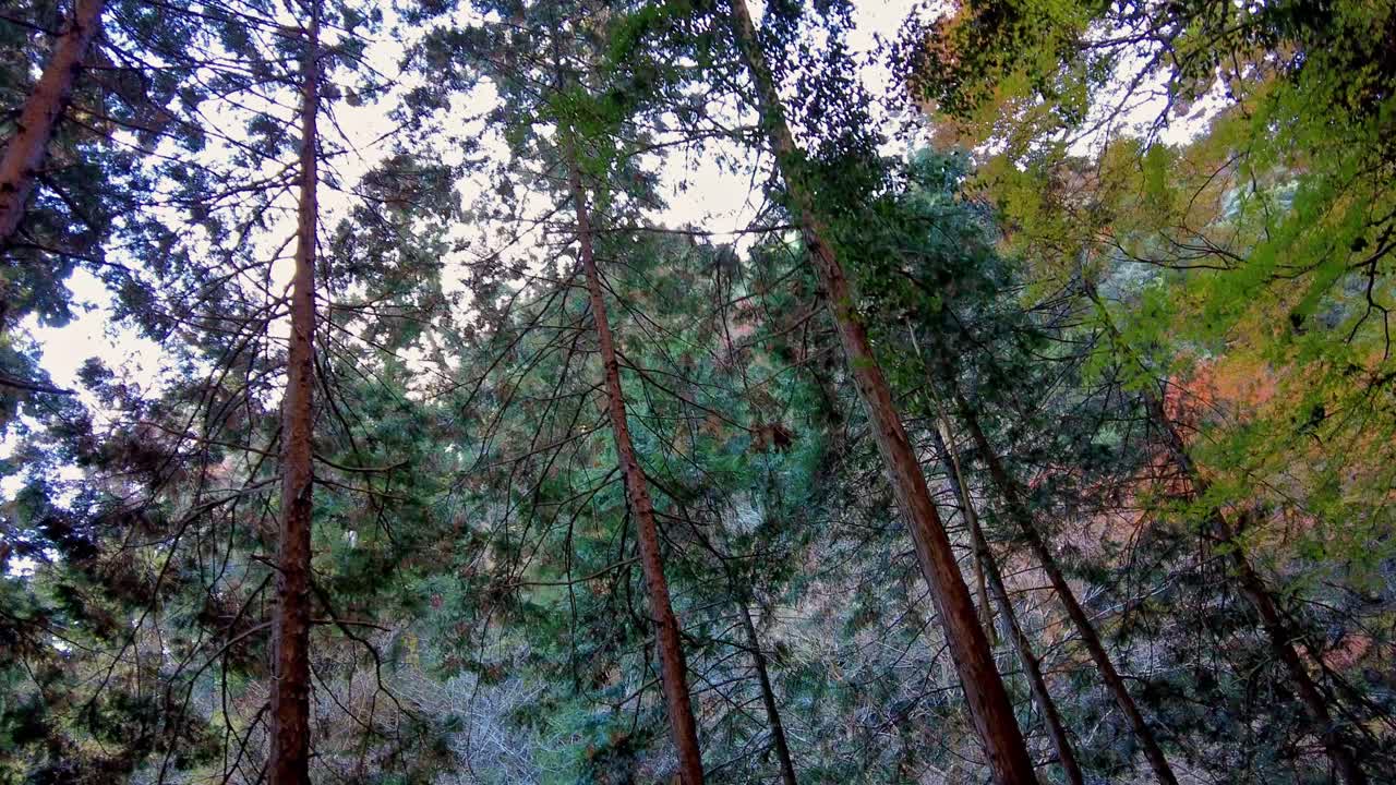 Mount Takao Day Trip: Explore Tokyo's Favorite Mountain