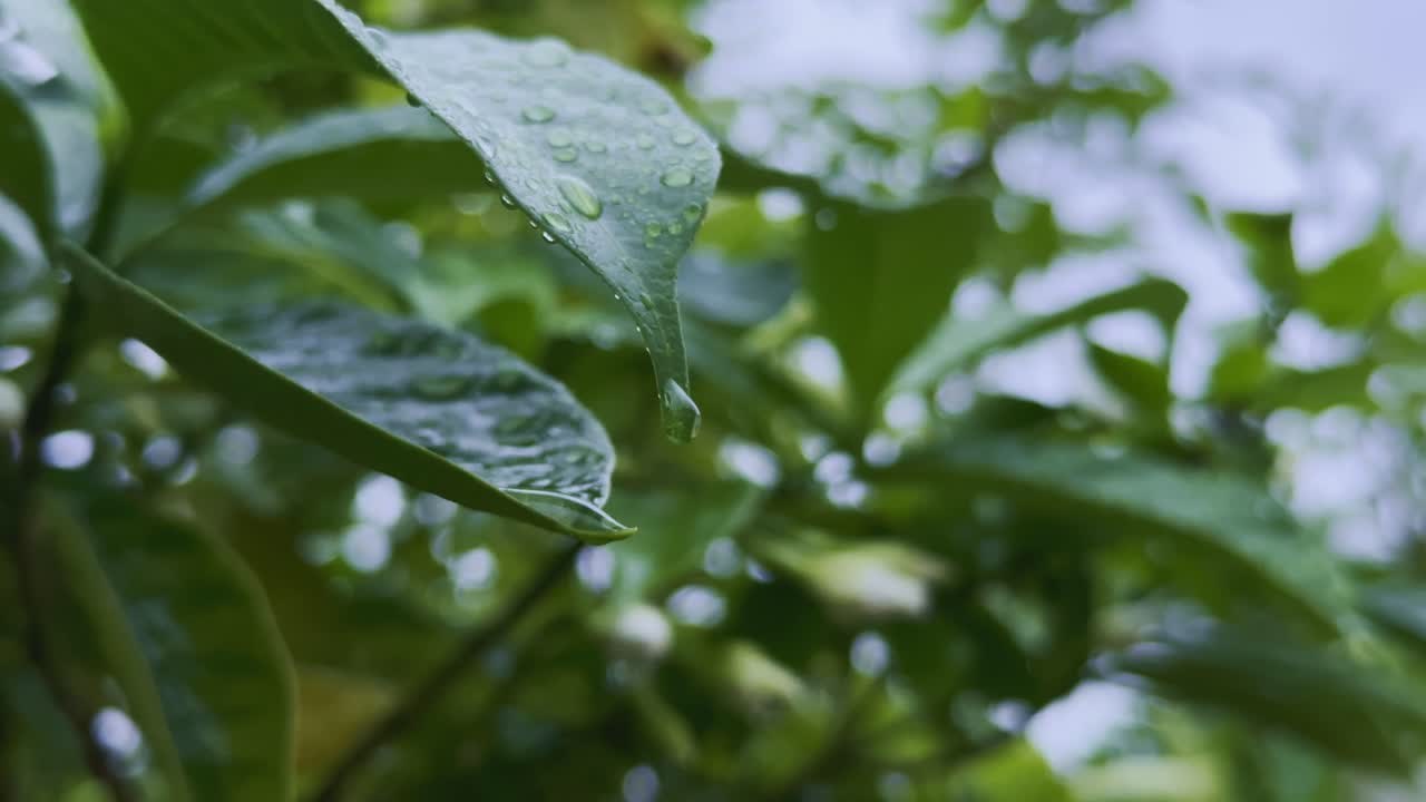 Closeup of Droplet poised on the tip of a rain-soaked Gardenia leaf, moments before falling, reflecting the calm essence of nature