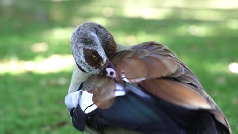 -Portrait-Of-An-Egyptian-Goose-Preening-With-Green-Grass-Bokeh-Background