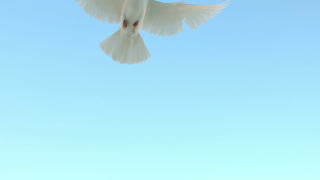 Paloma volando sobre fondo de cielo azul