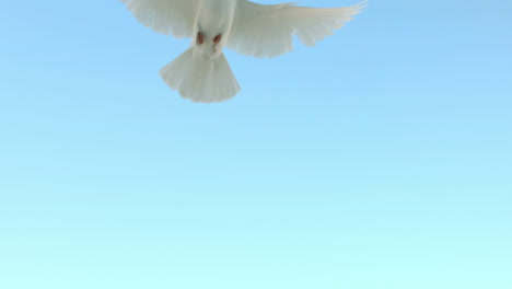 paloma volando en el fondo del cielo azul