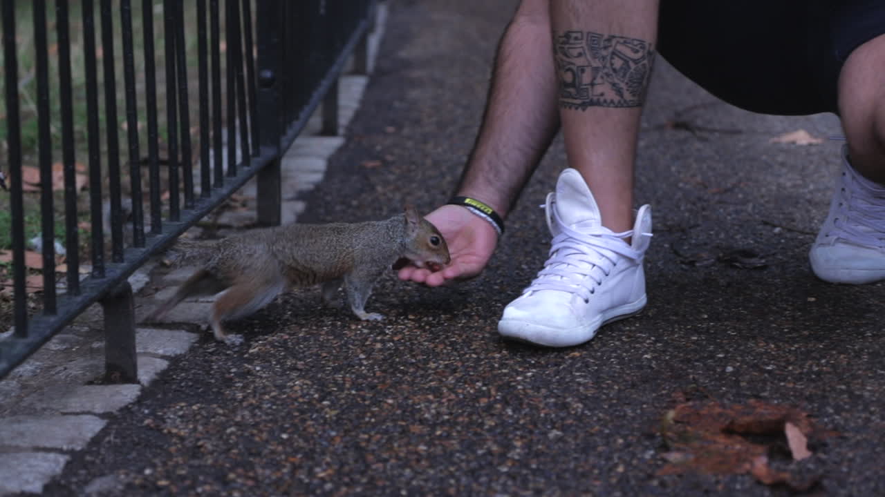 Squirrel eating from hand of person in London St Jame's Park day time.