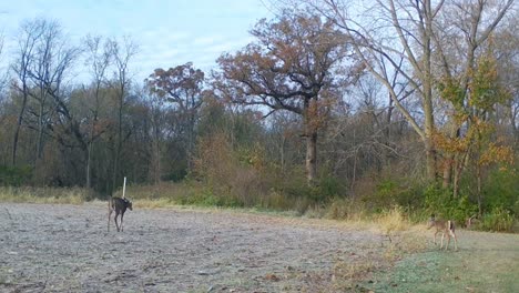 two white tail deer grazing at the edge of a harvested field in upper midwest