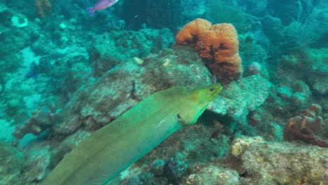 a green moray eel swimming over the reef and going up to a diver that got spooked