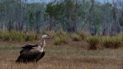 the himalayan griffon vulture is near threatened due to toxic food source and habitat loss