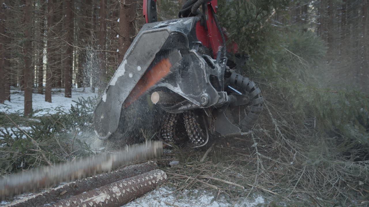 Abbattitrice che taglia alberi al rallentatore