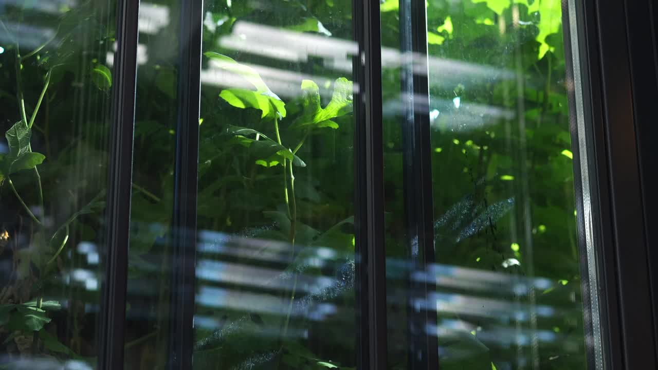 Plant behind a window