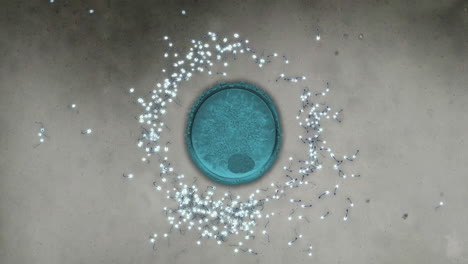 simulación animada de microscopio que muestra espermatozoides fertilizando óvulos. al final uno tiene éxito.