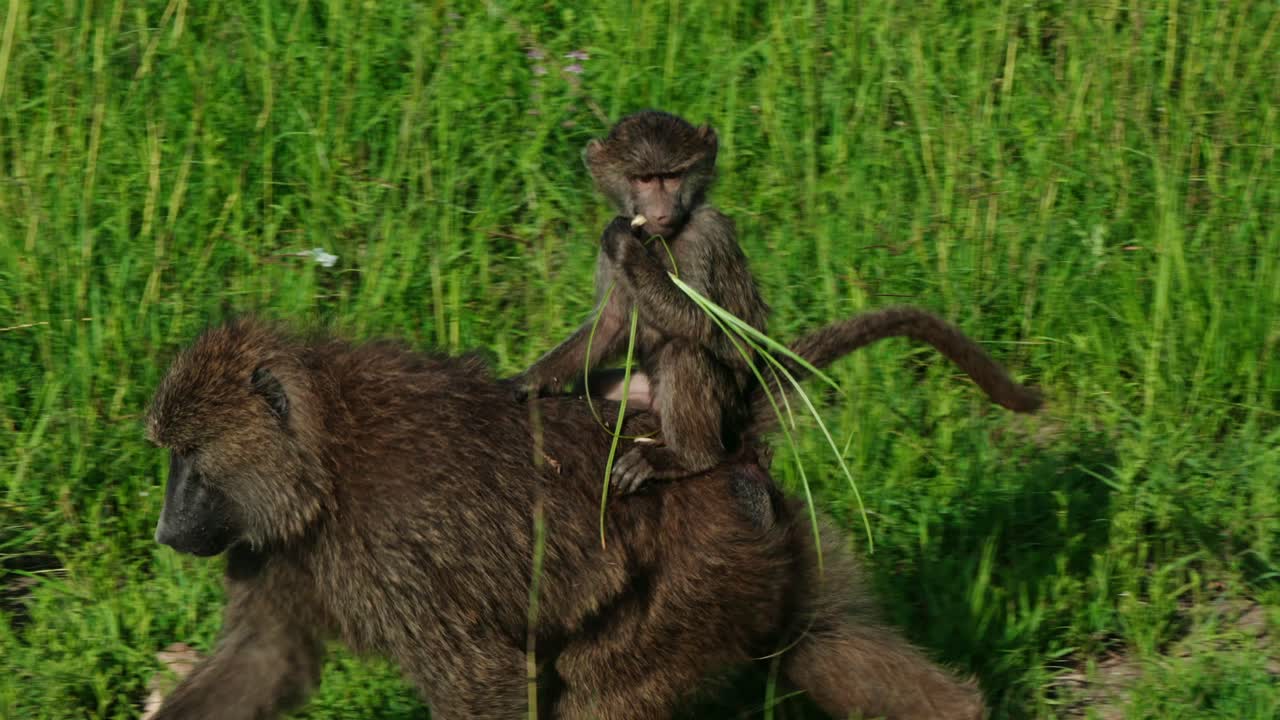 Baby baboon rides on mother while eating grass
