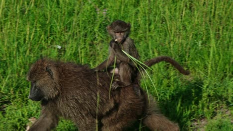 baby baboon rides on mother while eating grass