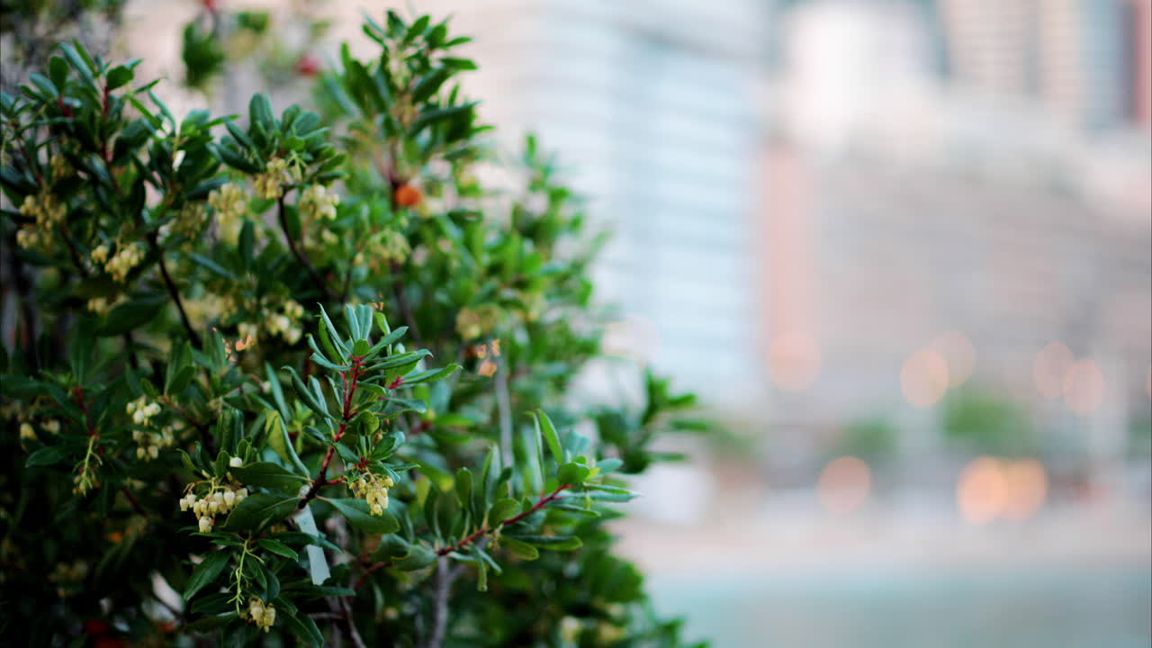 Close up of a tree with the view of the skyline of Monaco in the background
