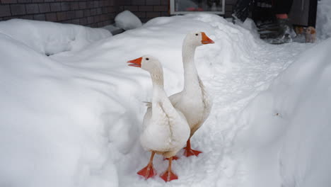 two white geese standing on leveled snow path beside high banks as female farmer in boots holding shovel, small dog playing outside drift, brick house facade and bare branch overhead