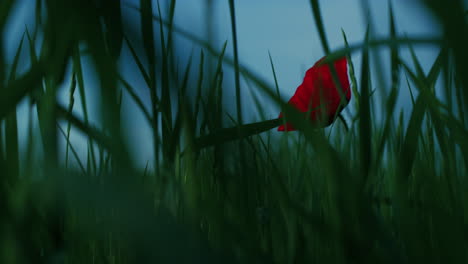 Wilde-Mohnblume-Blüht-In-Ruhiger-Ländlicher-Landschaft.-Ein-Mohn-Wachsendes-Gras