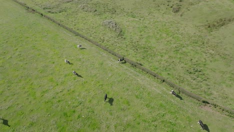 aerial shot of a heard of cows eating grass peacefully in a field with gimbal pan down