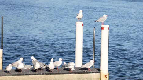 gaviotas descansando y volando alrededor de los pilares del muelle