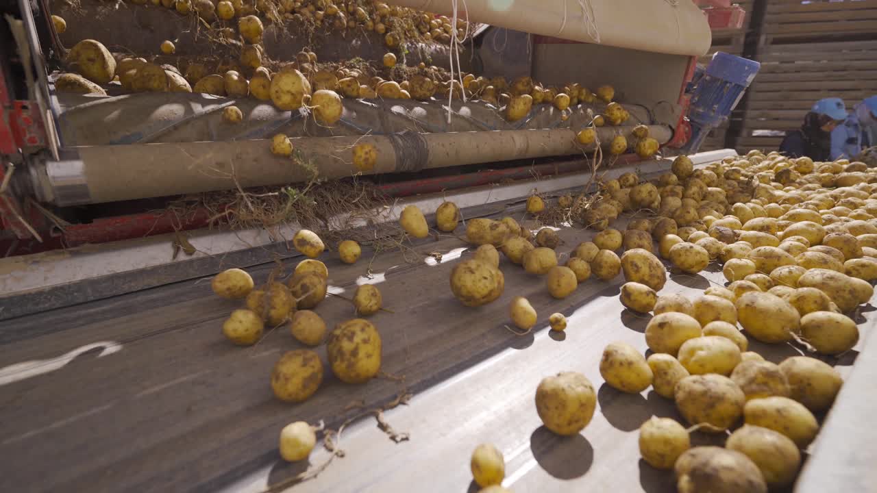 la cosecha de la patata. la clasificación de la patata.