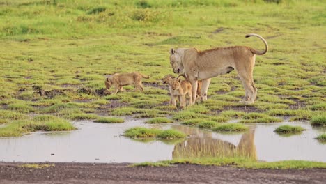 pride of lions and lion cub in serengeti national park in tanzania in africa, lioness walking in marshes scenery, wide angle of beautiful marsh landscape and marshland, african animals wildlife safari