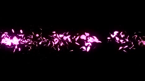 los pétalos de los cerezos en flor cayendo sobre un fondo negro, animación de brillo en bucle,