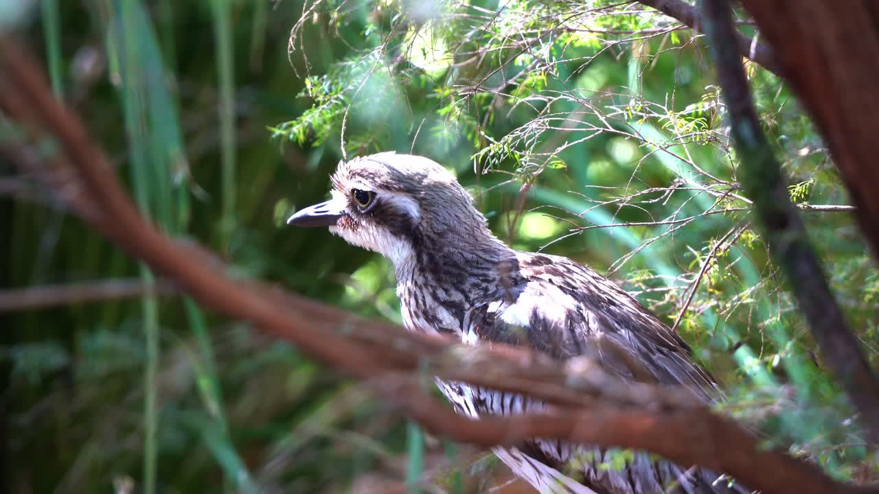 zarapito de piedra de arbusto tímido de ojos grandes, burhinus grallarius manchado congelado e inmóvil a la sombra de los arbustos, primer plano cinematográfico de especies de aves nativas australianas durante el día