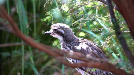 zarapito de piedra de arbusto tímido de ojos grandes, burhinus grallarius manchado congelado e inmóvil a la sombra de los arbustos, primer plano cinematográfico de especies de aves nativas australianas durante el día