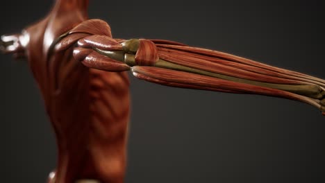 muscular system of human body animation