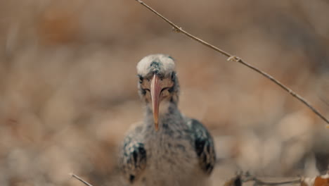 young red-billed hornbill portrait
