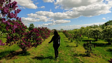 Following-shot-of-lady-walking-in-garden-with-rows-of-purple-and-white-flower-trees-on-a-sunny-day