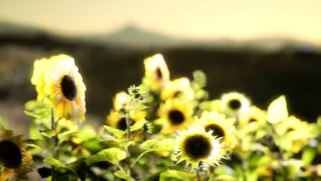 Sunflower-field-on-a-warm-summer-evening