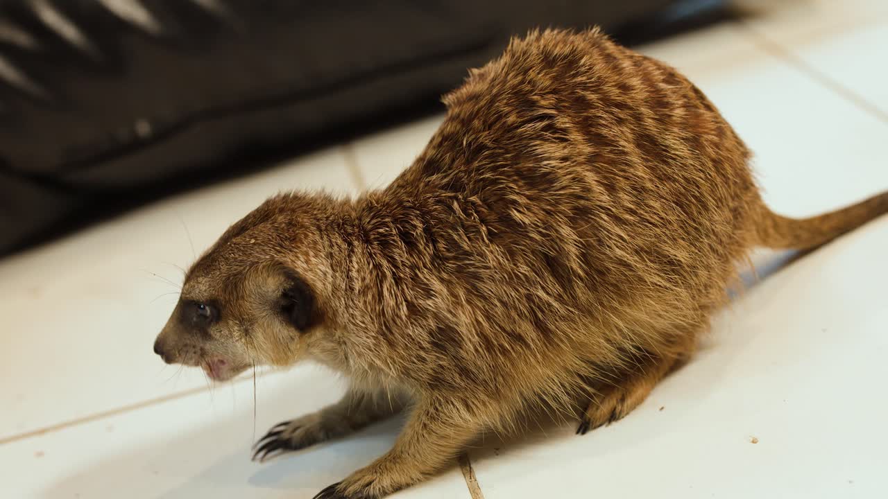 Surikaatti syö jauhomatoja valkoisella laattalattialla valoisassa sisätilassa