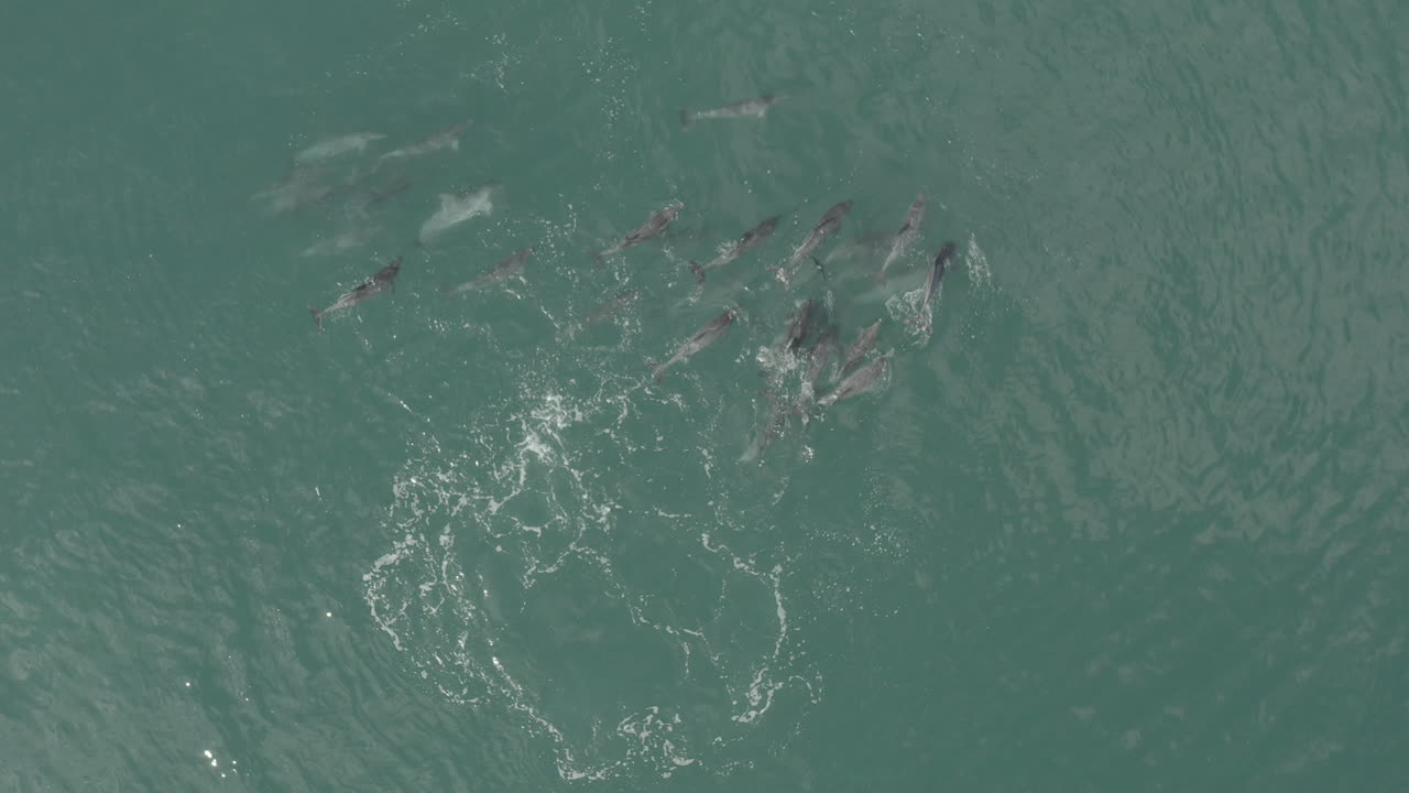 una manada de caza de delfines en las aguas de vleesbaai western cape sudáfrica