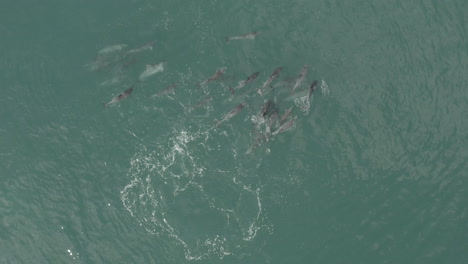 Una-Manada-De-Caza-De-Delfines-En-Las-Aguas-De-Vleesbaai-Western-Cape-Sudáfrica