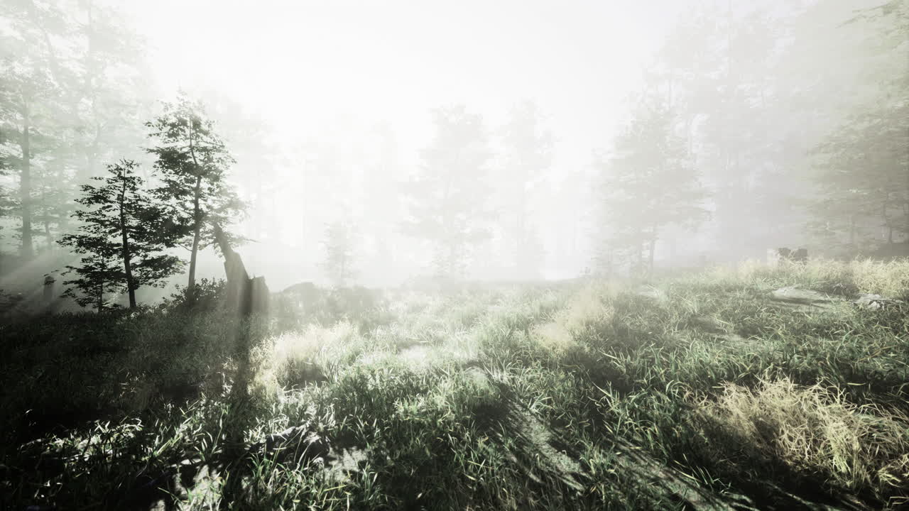 Misty forest landscape invites tranquility and exploration at dawn