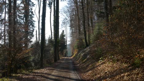 Camino-De-Tierra-En-Un-Bosque-En-Suiza