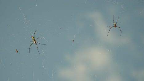 Araña-Banana---Arañas-Joro-En-Su-Web-Con-Cielo-Azul-De-Fondo