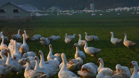 Cerca-De-Gansos-Blancos-En-El-Campo-Agrícola