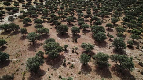 aerial view of an oak tree forest