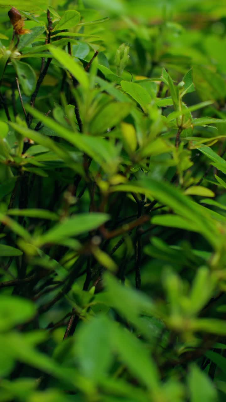 Close-up view of vibrant green foliage