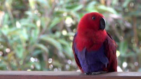 colorful red and purple parrot scratches head and preens feathers