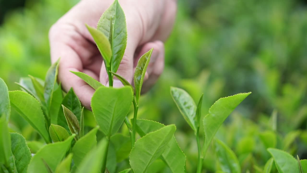 A gentle touch, as a hand caresses a vibrant green tea plant