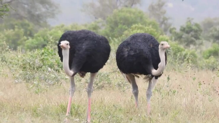 Static view of two wild ostriches eating grass in a national park of Africa
