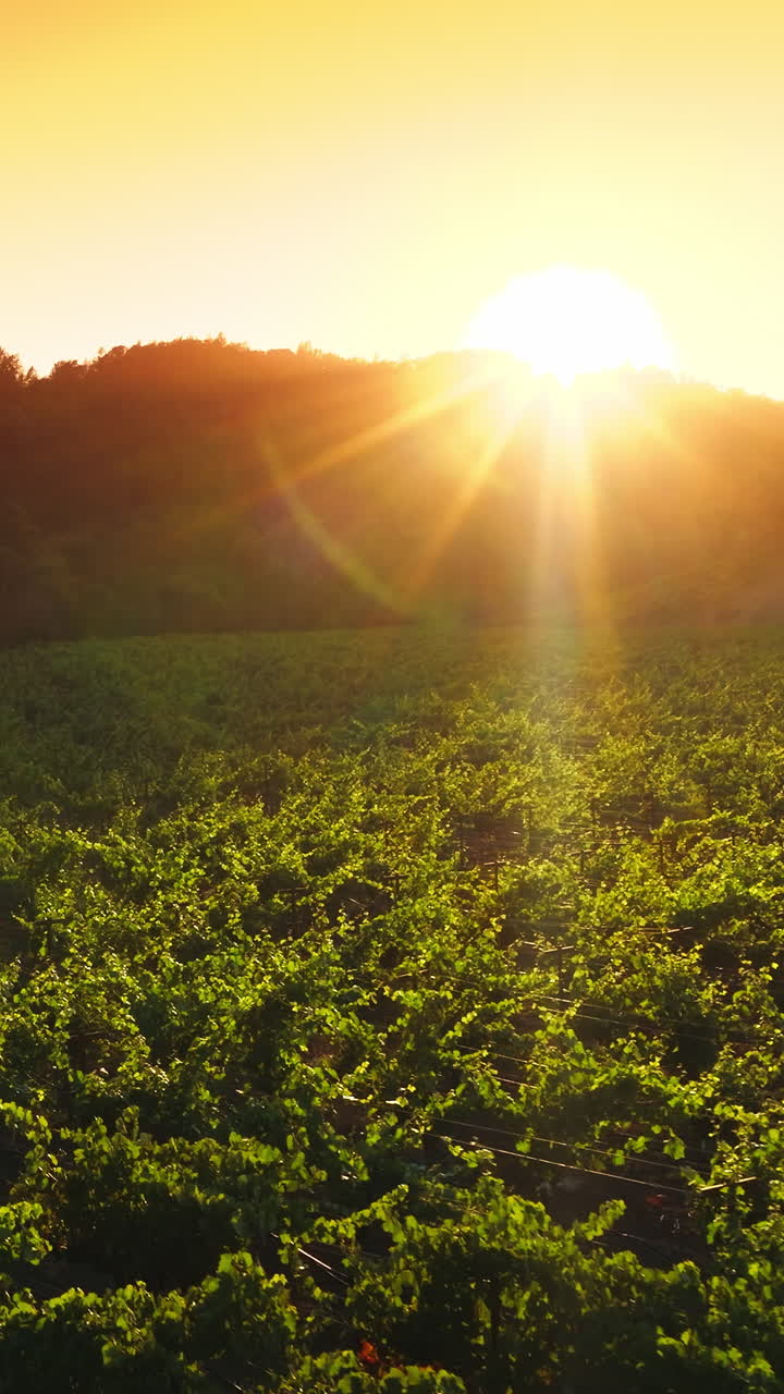 Green vineyards planted in rows in the rays of setting sun. Drone flying over the agricultural field limited with thick trees. Orange sky at backdrop. Vertical video